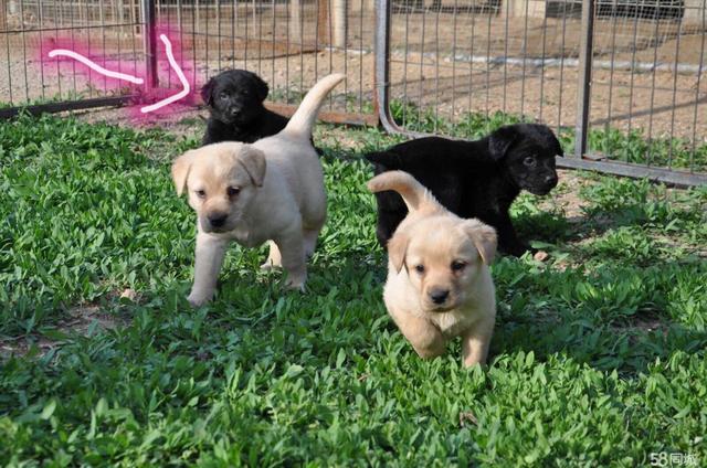 拉布拉多犬介绍图片:黑色的拉布拉多犬品种纯吗？ 拉布拉多犬图片黑色