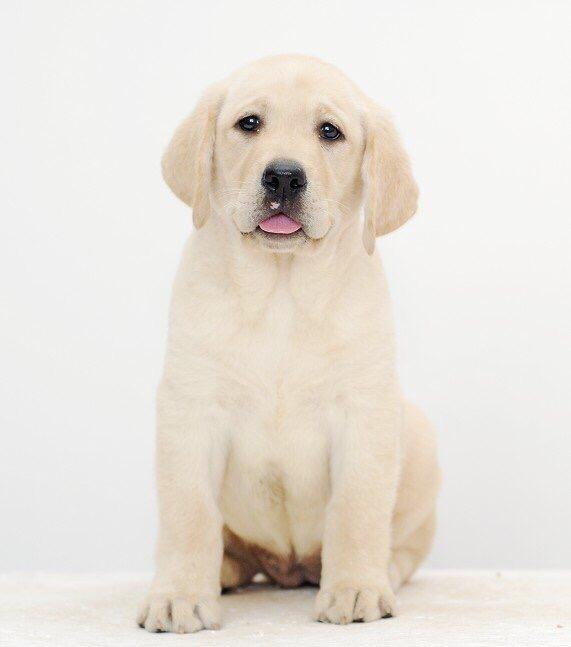 拉布拉多犬介绍图片:黑色的拉布拉多犬品种纯吗？ 拉布拉多犬图片黑色