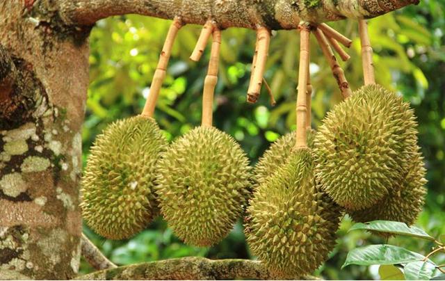 菠萝蜜有黑斑点能吃吗，海南岛的大树菠萝和榴莲营养价值有什么不同