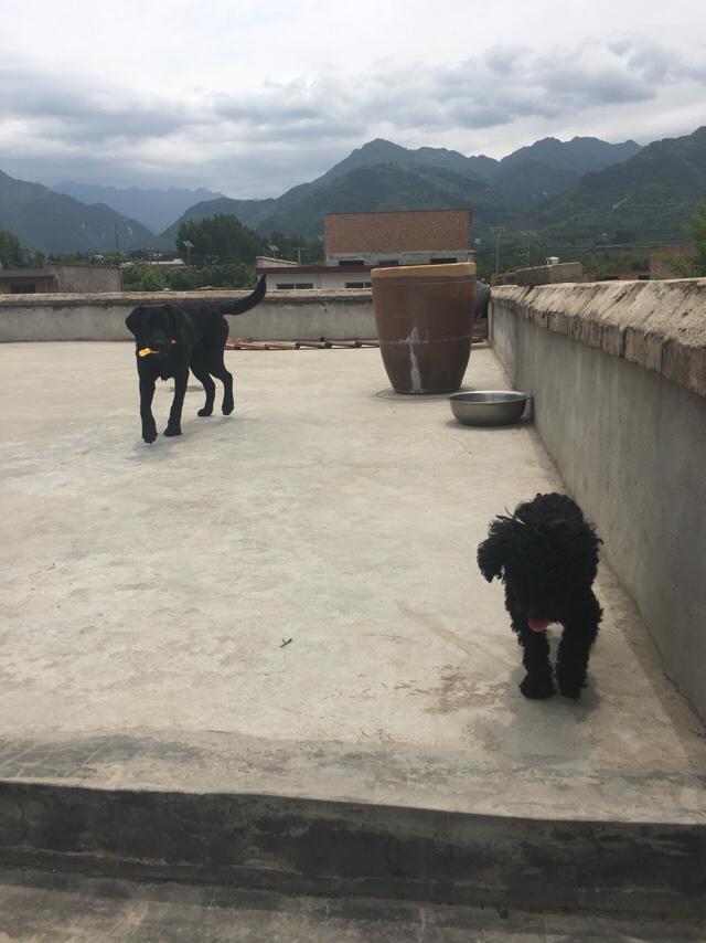 拉酷拉布拉多犬舍:拉布拉多犬的价格一般是多少？
