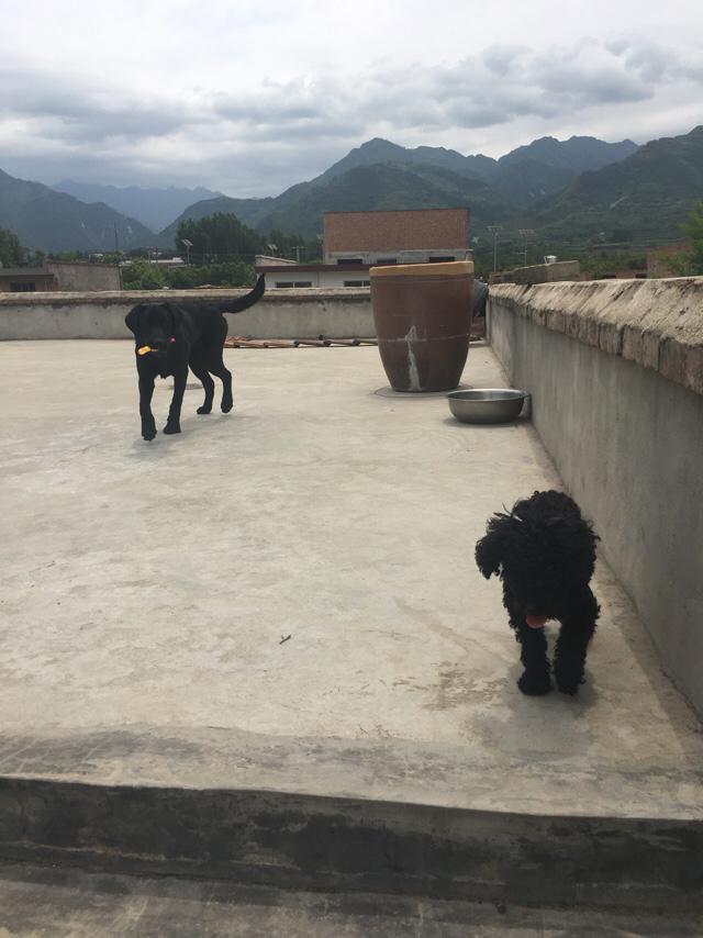 深圳西高地犬多少钱一只:西高地犬纯种多少钱一只 西高地犬好养吗?西高地犬怎么养？