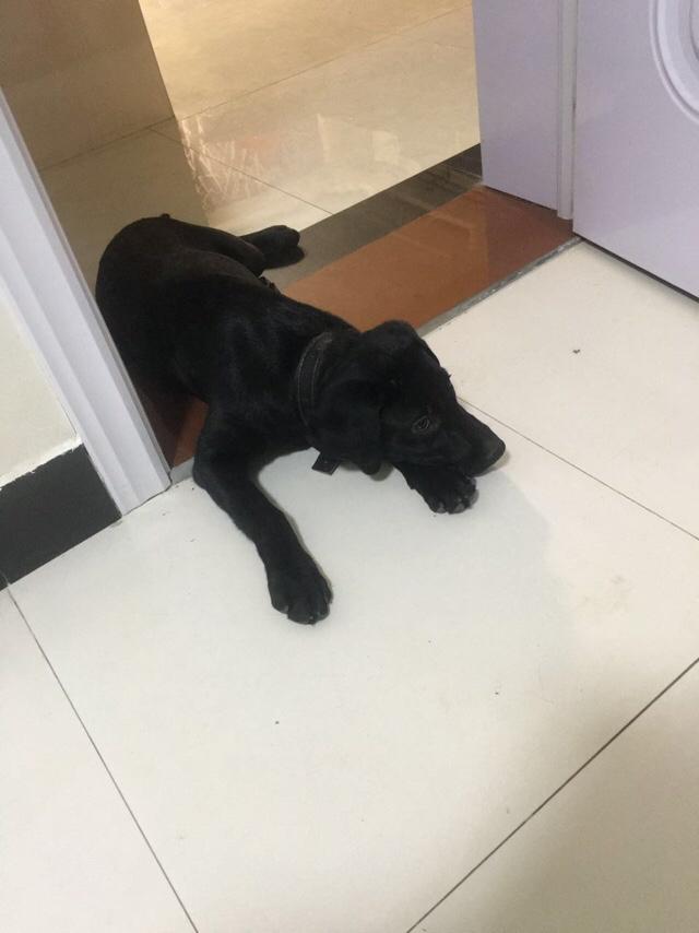 拉酷拉布拉多犬舍:拉布拉多犬的价格一般是多少？
