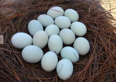 绿壳鸡蛋比黄壳鸡蛋好在哪里，绿壳鸡蛋真的比普通的鸡蛋营养价值高吗