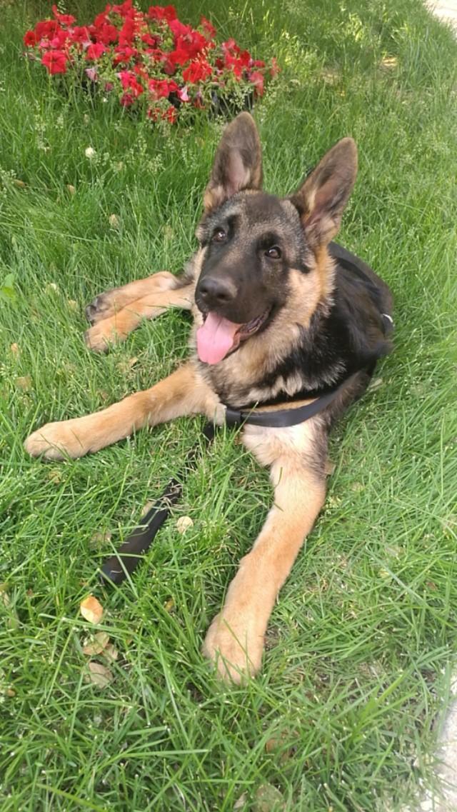 犬奴:宠物主人会愿意让陌生人摸自己的宠物吗？