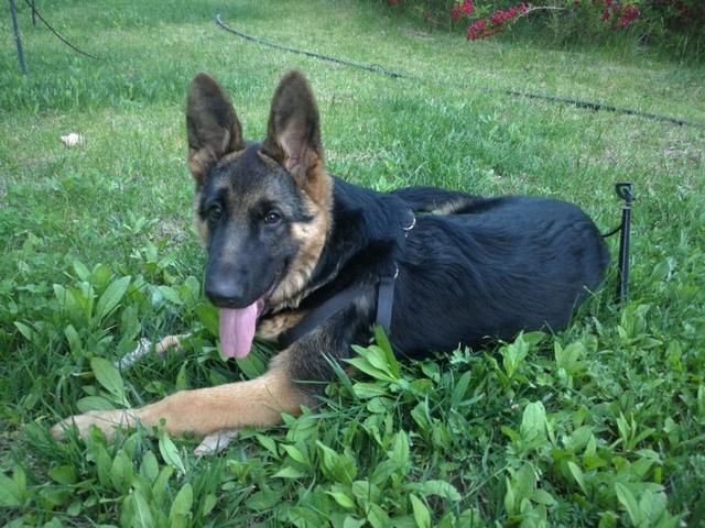 犬奴:宠物主人会愿意让陌生人摸自己的宠物吗？