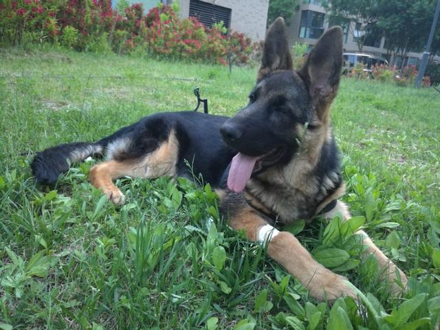 犬奴:宠物主人会愿意让陌生人摸自己的宠物吗？