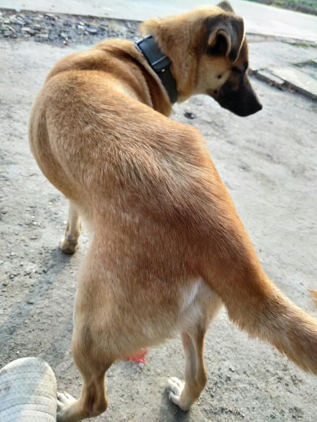 农村老话总说老狗成精是真的么