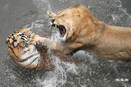 东北虎秒杀藏獒图片:老虎和狮子，谁打架更厉害？为何？ 东北虎和藏獒