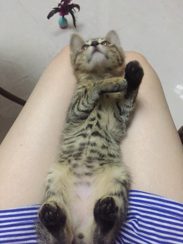 两只小猫咪图片:两只小猫咪图片大全可爱 从奶猫到成猫，颜值是如何演变的呢？