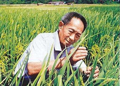 我国的水稻专家袁隆平研究的杂交水稻是不是转基因水稻？