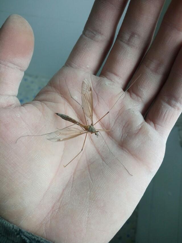 头条问答 - 这是什么品种的蚊子?(6个回答)