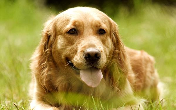 怎么训练成犬金毛狗狗:怎么训练小金毛 养金毛注意事项和常识！有训狗小窍门方法更好？