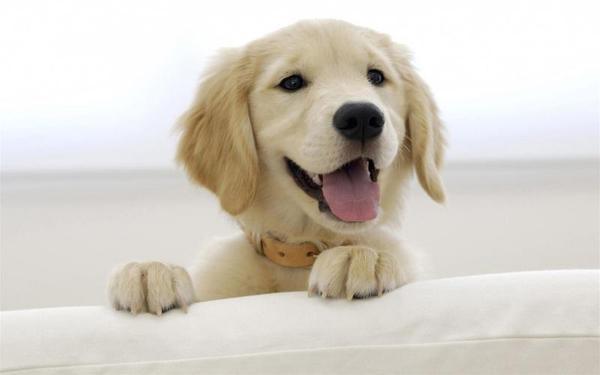 怎么训练成犬金毛狗狗:怎么训练小金毛 养金毛注意事项和常识！有训狗小窍门方法更好？