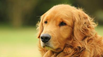 怎么训练成犬金毛狗狗:怎么训练小金毛 养金毛注意事项和常识！有训狗小窍门方法更好？