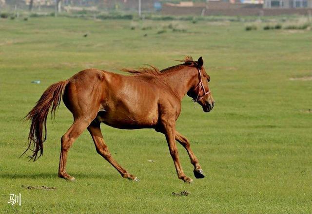头条问答 - 一马平川的川作何解释?川不是河流吗?马怎能在河面上奔腾?