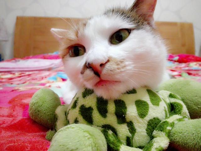 超全各种宠物狗的名字风格各异:你们家的猫猫狗狗或者其他小宠物都叫什么名字呢？