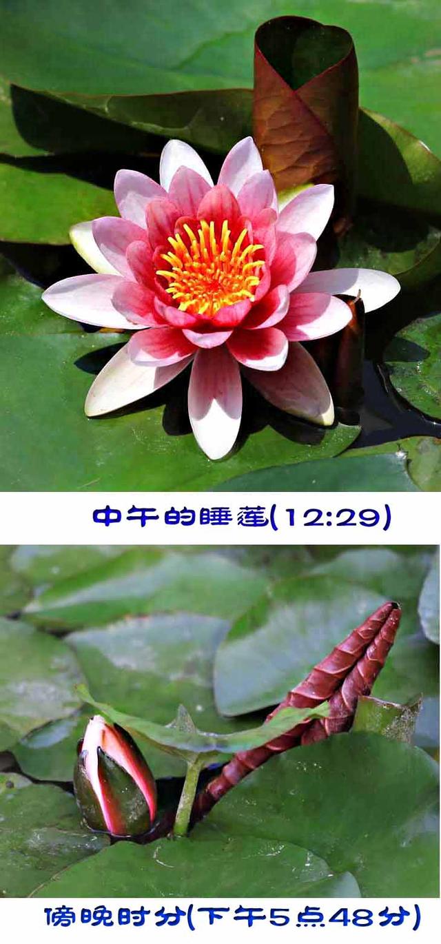 头条问答 荷花和莲花有什么区别 溪水潺潺的回答 0赞