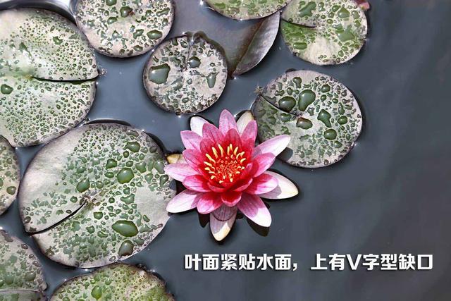 头条问答 荷花和莲花有什么区别 鸥小小雅萍的回答 0赞