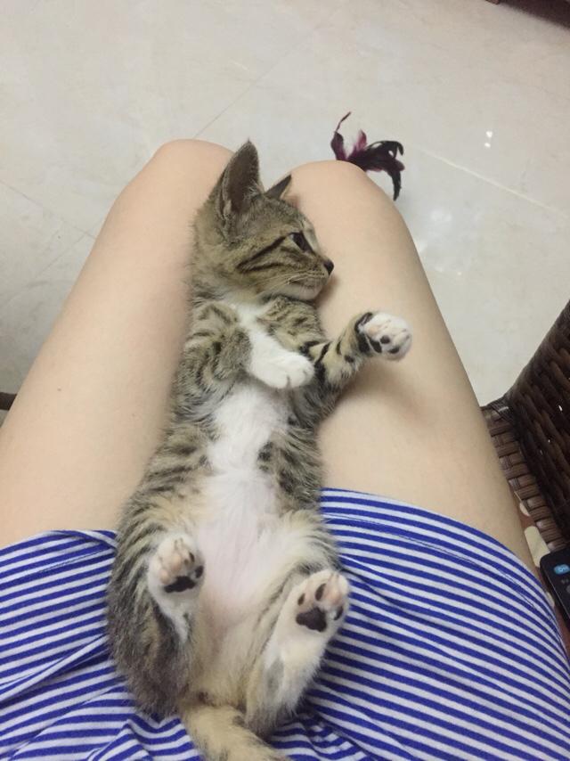 两只小猫咪图片:两只小猫咪图片大全可爱 从奶猫到成猫，颜值是如何演变的呢？