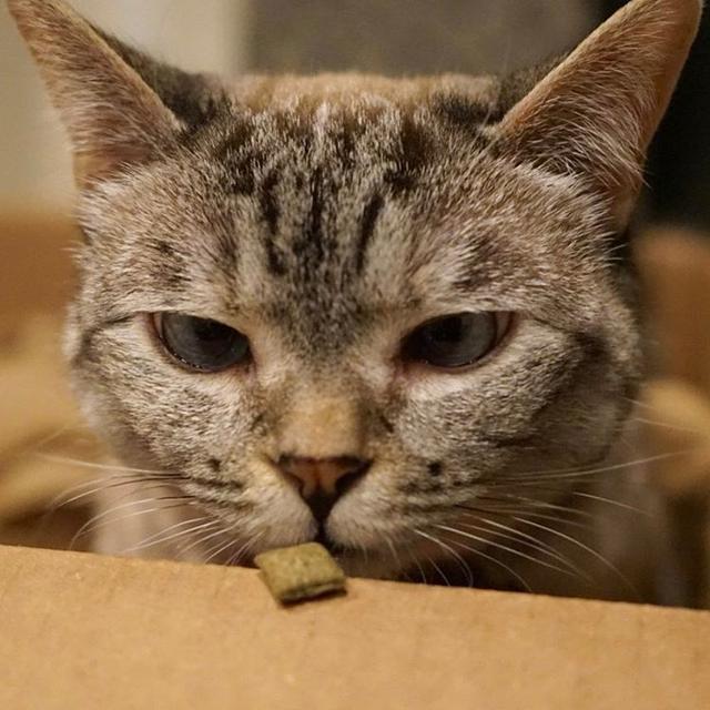 可爱的猫猫狗狗:猫咪或狗狗的歪头杀，是在卖萌还是在思考？