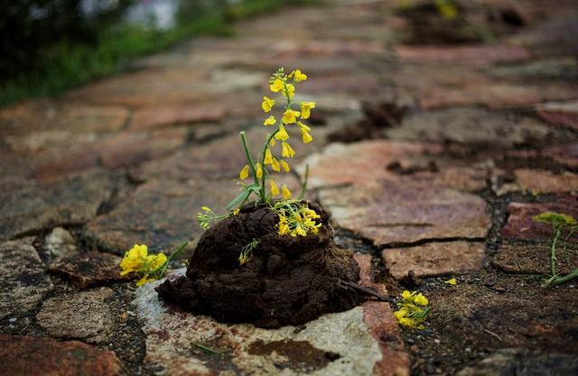 走东方运是什么意思,为什么好运都叫“走了狗屎运”？