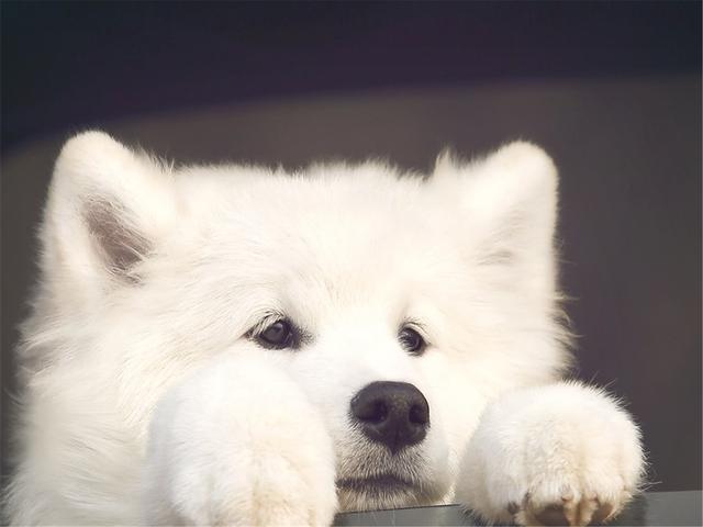 萨摩犬图片大全:萨摩耶犬和阿拉斯加犬，你会选择养哪个？