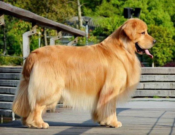 怎么训练成犬金毛狗狗:怎么训练小金毛 养金毛注意事项和常识！有训狗小窍门方法更好？