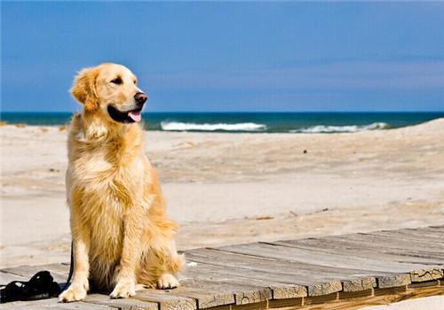 怎么训练成犬金毛狗狗:怎么训练小金毛 养金毛注意事项和常识！有训狗小窍门方法更好？