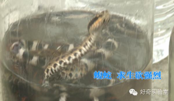 毒蛇泡酒咬人:为什么拿蛇泡酒还会有蛇不死的可能啊