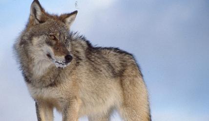 狼和狗的区别ppt:狼为什么有狼性？狗为什么有畜性？从狼和狗身上你想到了什么？ 狼和狗的区别和关系