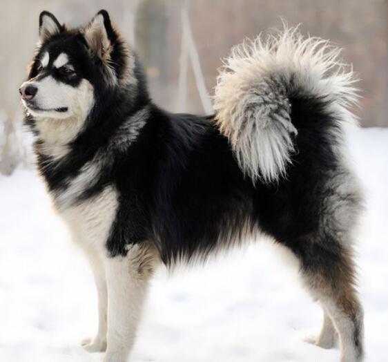 纯种阿拉斯加犬跟哈士奇:阿拉斯加雪橇犬和哈士奇怎么区别？ 阿拉斯加犬和哈士奇的关系