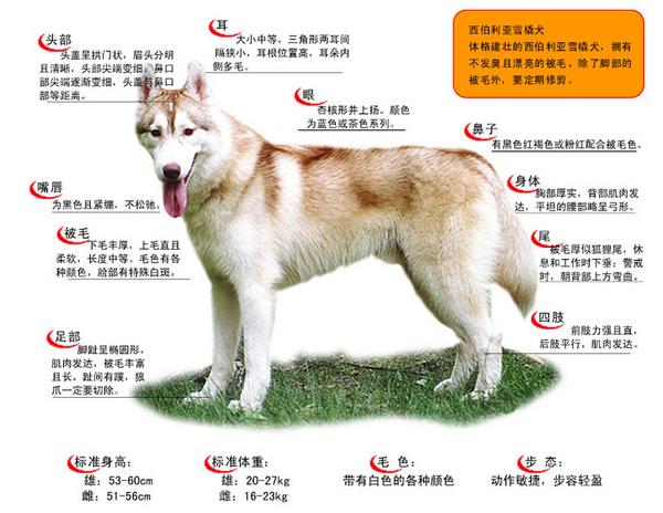 纯种阿拉斯加犬跟哈士奇:阿拉斯加雪橇犬和哈士奇怎么区别？ 阿拉斯加犬和哈士奇的关系