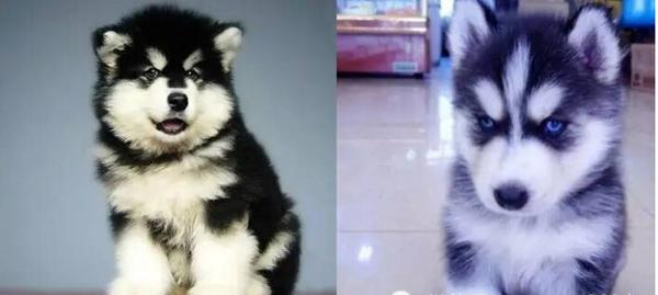 纯种阿拉斯加犬跟哈士奇:阿拉斯加雪橇犬和哈士奇怎么区别？ 阿拉斯加犬和哈士奇的关系