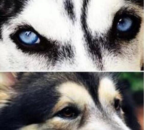 纯种阿拉斯加犬跟哈士奇:阿拉斯加雪橇犬和哈士奇怎么区别？ 阿拉斯加犬和哈士奇的关系