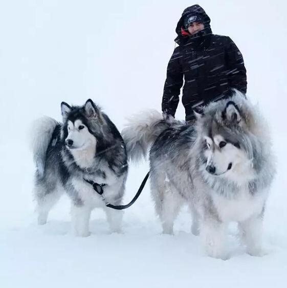 纯种阿拉斯加犬跟哈士奇:阿拉斯加雪橇犬和哈士奇怎么区别？ 阿拉斯加犬和哈士奇的关系