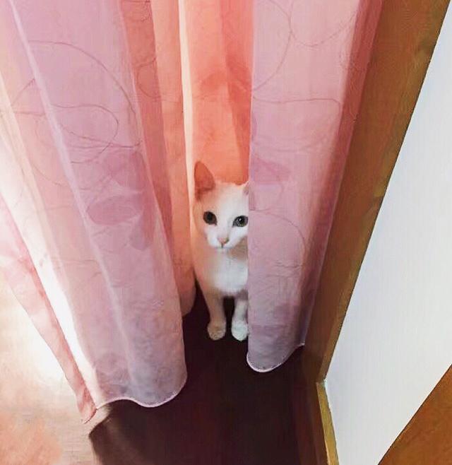 闷猫:养不熟的猫还要继续养下去吗？