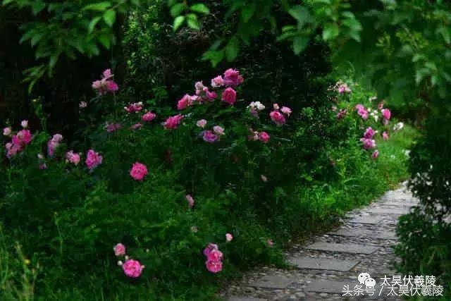 茜姿兰玫瑰精油怎么用，月季花与玫瑰花有什么区别？怎么分辨？