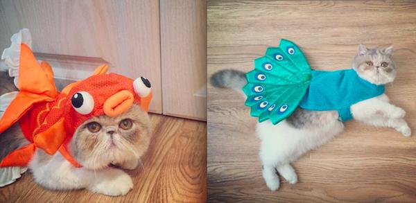 加菲猫的狂欢节游戏在线玩:你的爱宠蠢萌得让你哭笑不得的一件事是什么？