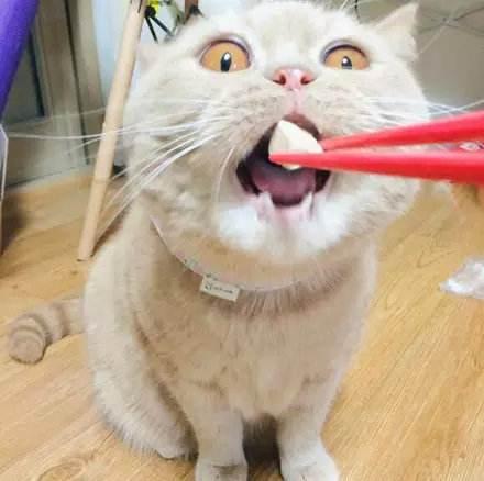 猫怕黄瓜吓飞了的视频:有谁家的猫像我家皇帝这样不吃鱼的么？