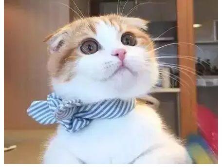 猫怕黄瓜吓飞了的视频:有谁家的猫像我家皇帝这样不吃鱼的么？