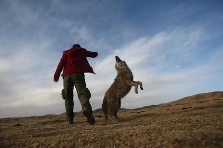 马犬打野兔电影:马犬电影完整版 用什么狗逮兔子比较合适？格力犬和惠比特怎么样？