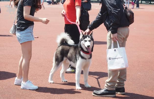 如何抓偷狗賊:为盗窃纯种名犬，临海一男子使出“美狗计”, 你怎么看？ 如何找到偷狗贼