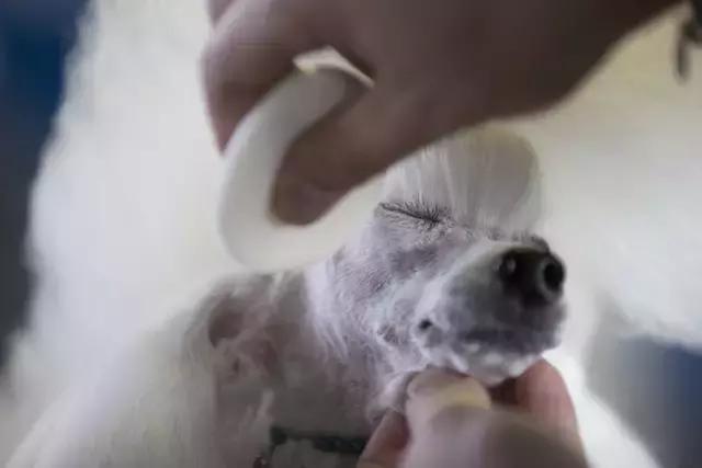 apex寻血猎犬震慑者:apex寻血猎犬威吓者 农村人差不多家家都养狗，你知道为什么吗？