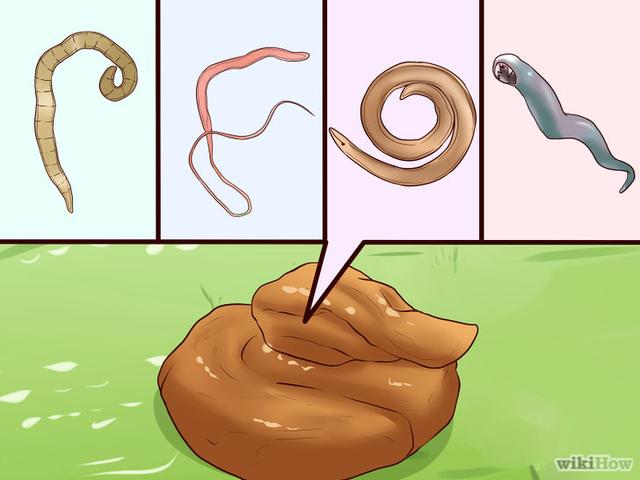 动物肠道寄生虫:狗狗身上有多少种寄生虫？