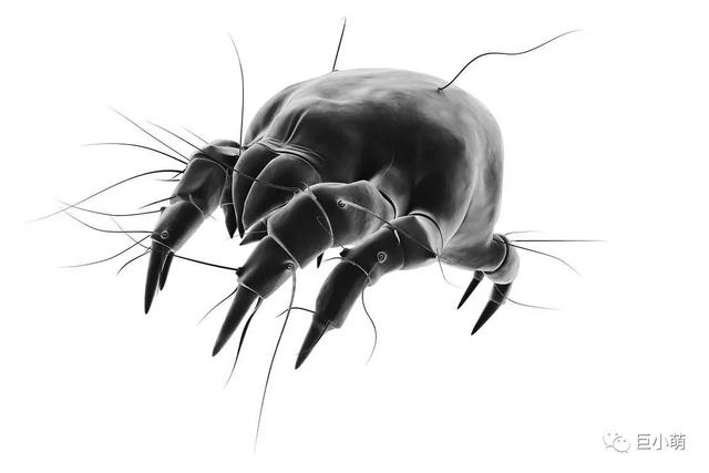 动物肠道寄生虫:狗狗身上有多少种寄生虫？
