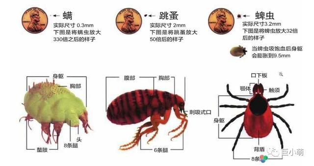 犬钩虫病口腔:狗狗身上有多少种寄生虫？