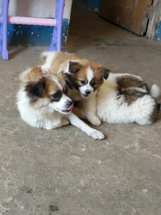 狗狂吠救老人性命腾讯:如果人被狗咬了以后，不打狂犬疫苗”会像狗一样叫吗？