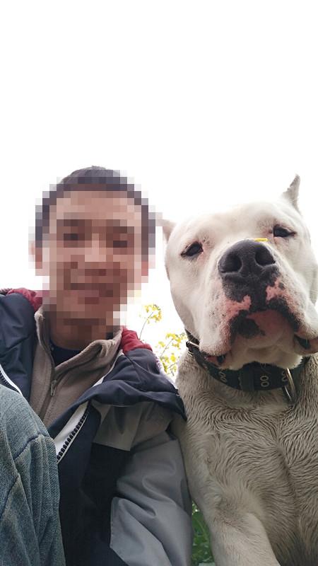阿根廷杜高犬咬人吗:杜高犬在城市做伴侣犬好养么？ 杜高犬咬人视频