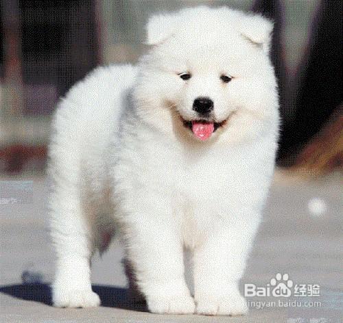 萨摩狗:细数萨摩耶狗狗的尴尬期_幼犬换毛？