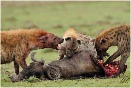 头条问答 - 鬣狗到底属于猫科还是犬科,咬合力到底有多大?(1个回答)